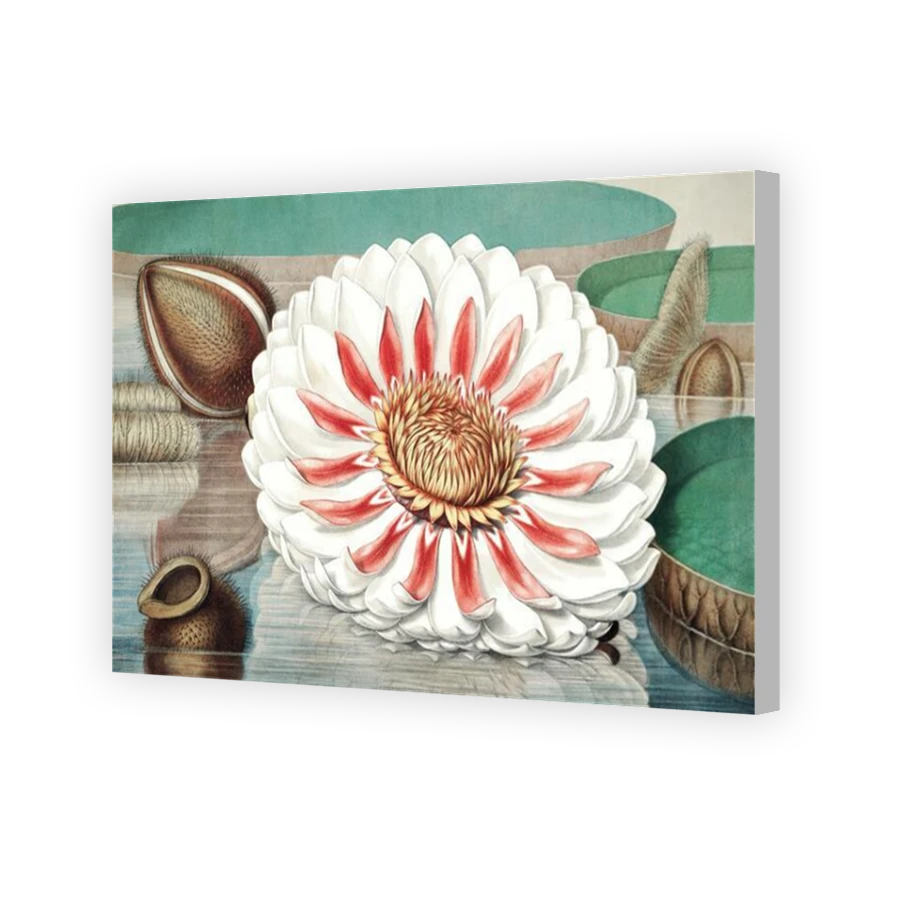 Thumbnail for Canvas - Coloured Canvas Wrap