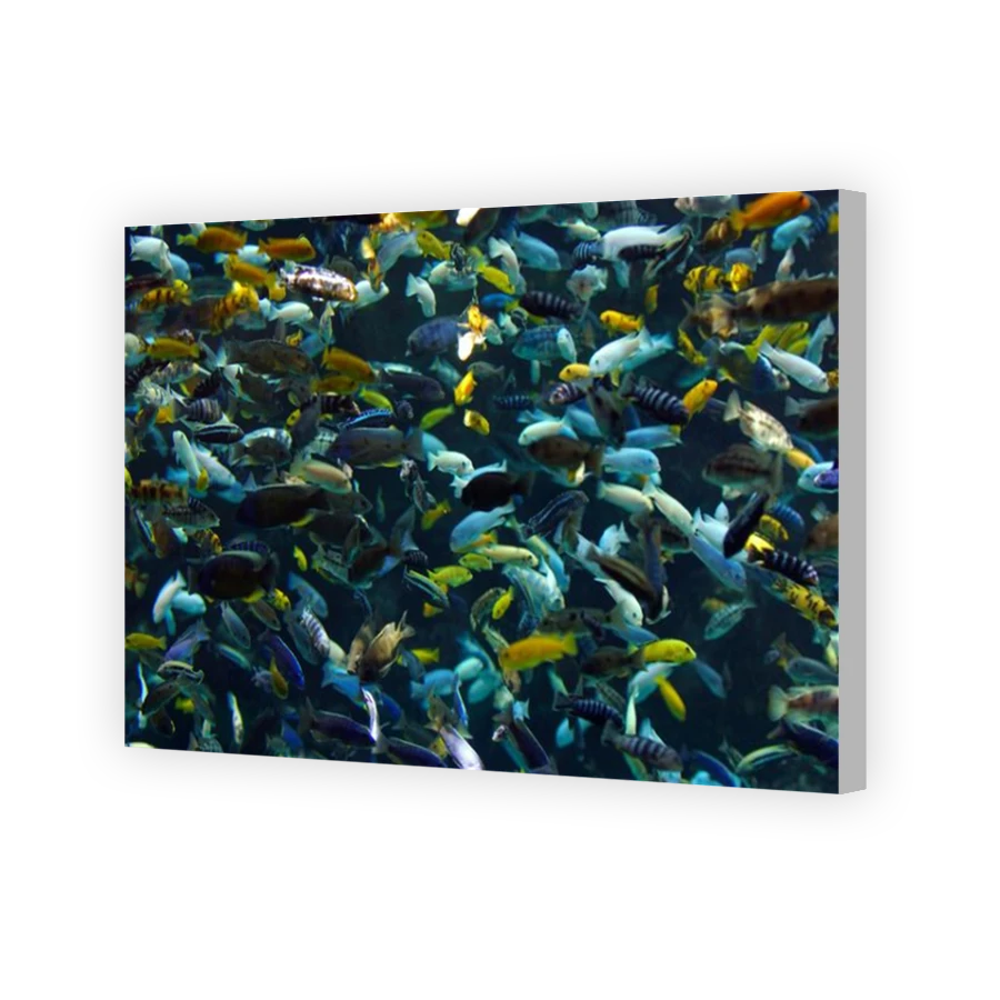 Thumbnail for Canvas - Coloured Canvas Wrap