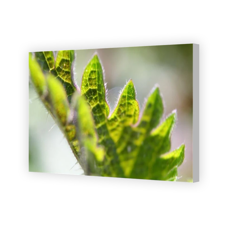 Thumbnail for Canvas - Coloured Canvas Wrap