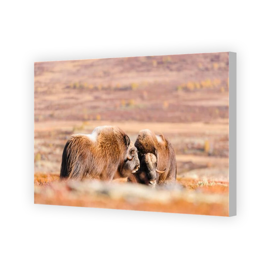 Thumbnail for Canvas - Coloured Canvas Wrap