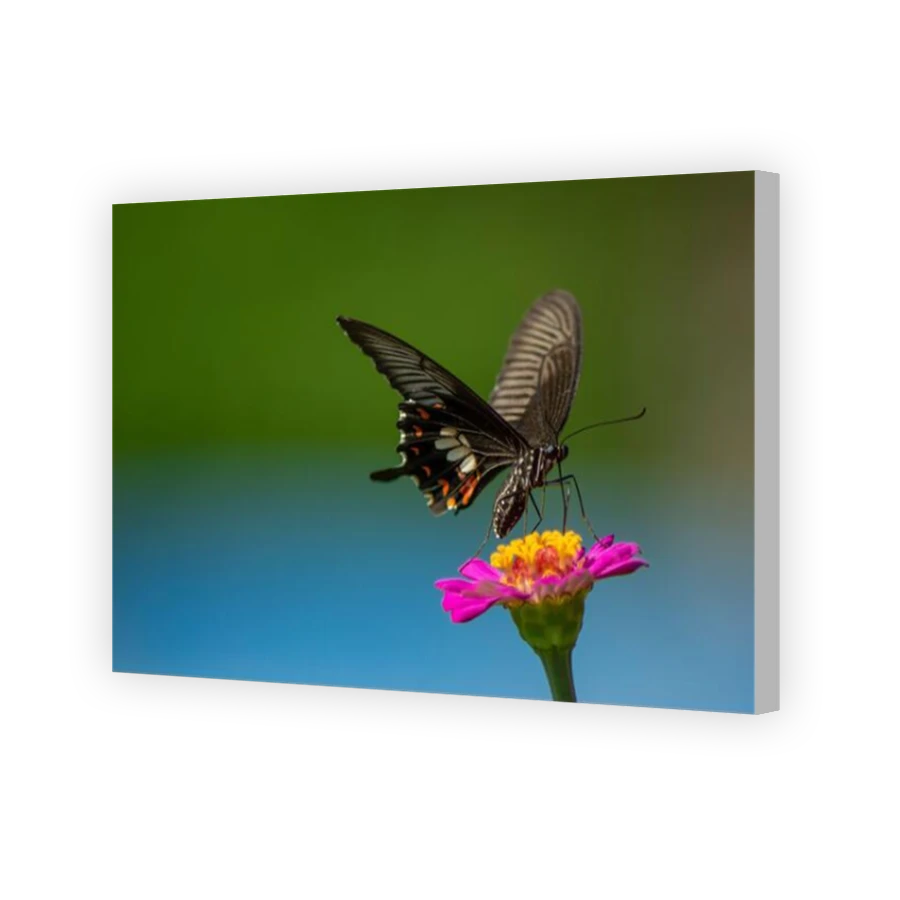 Thumbnail for Canvas - Coloured Canvas Wrap