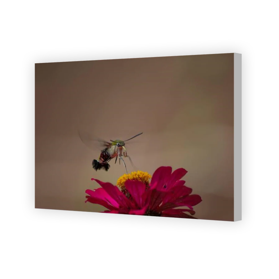 Thumbnail for Canvas - Coloured Canvas Wrap