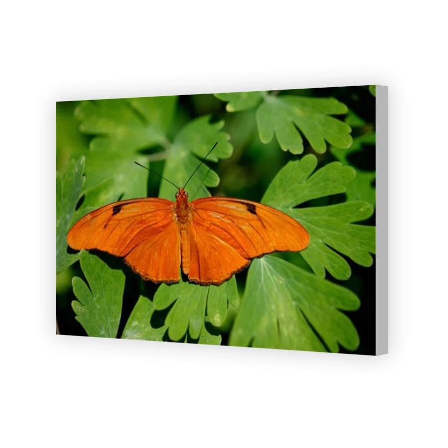 Thumbnail for Canvas - Coloured Canvas Wrap