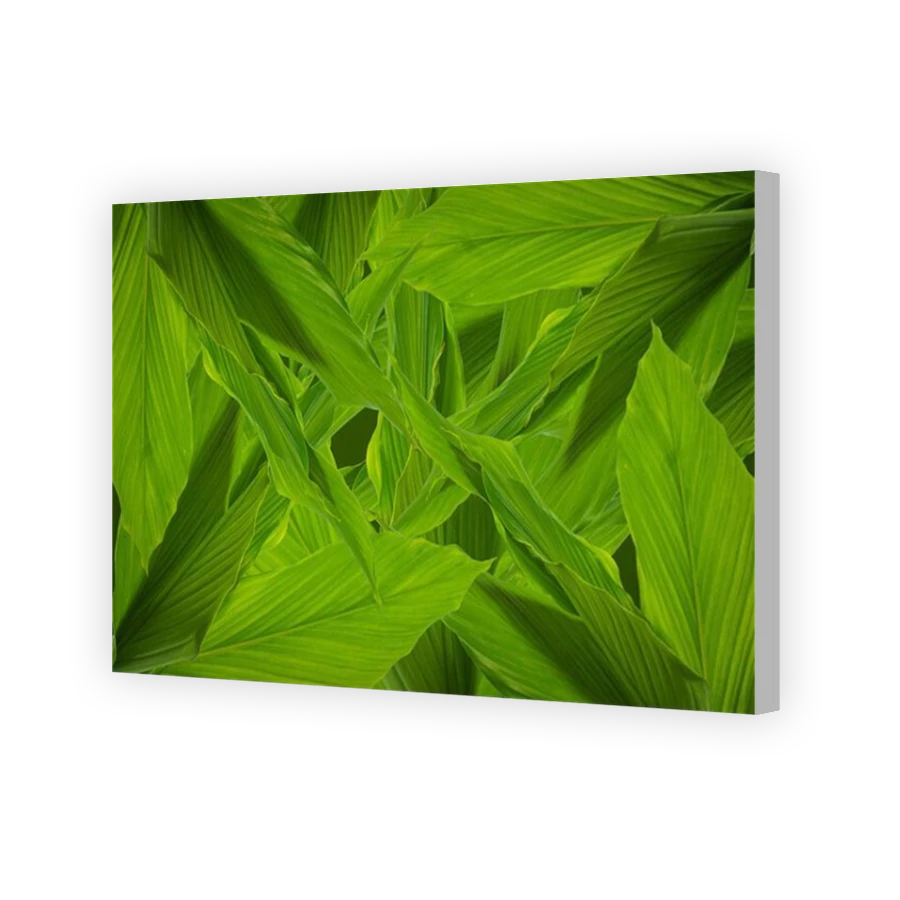 Thumbnail for Canvas - Coloured Canvas Wrap