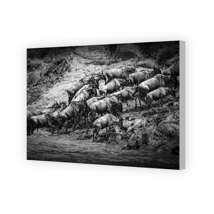 Thumbnail for Canvas - Coloured Canvas Wrap