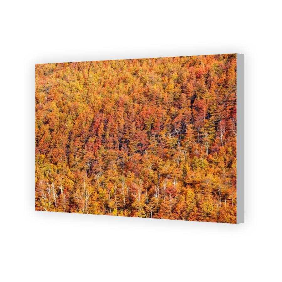 Thumbnail for Canvas - Coloured Canvas Wrap