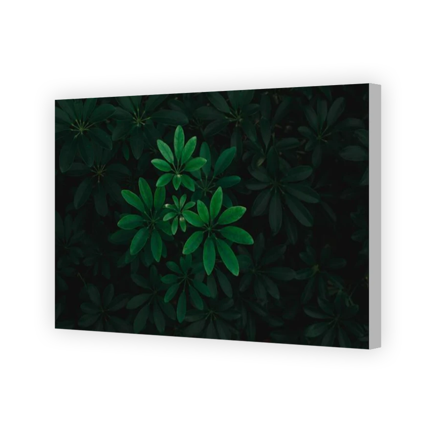 Thumbnail for Canvas - Coloured Canvas Wrap
