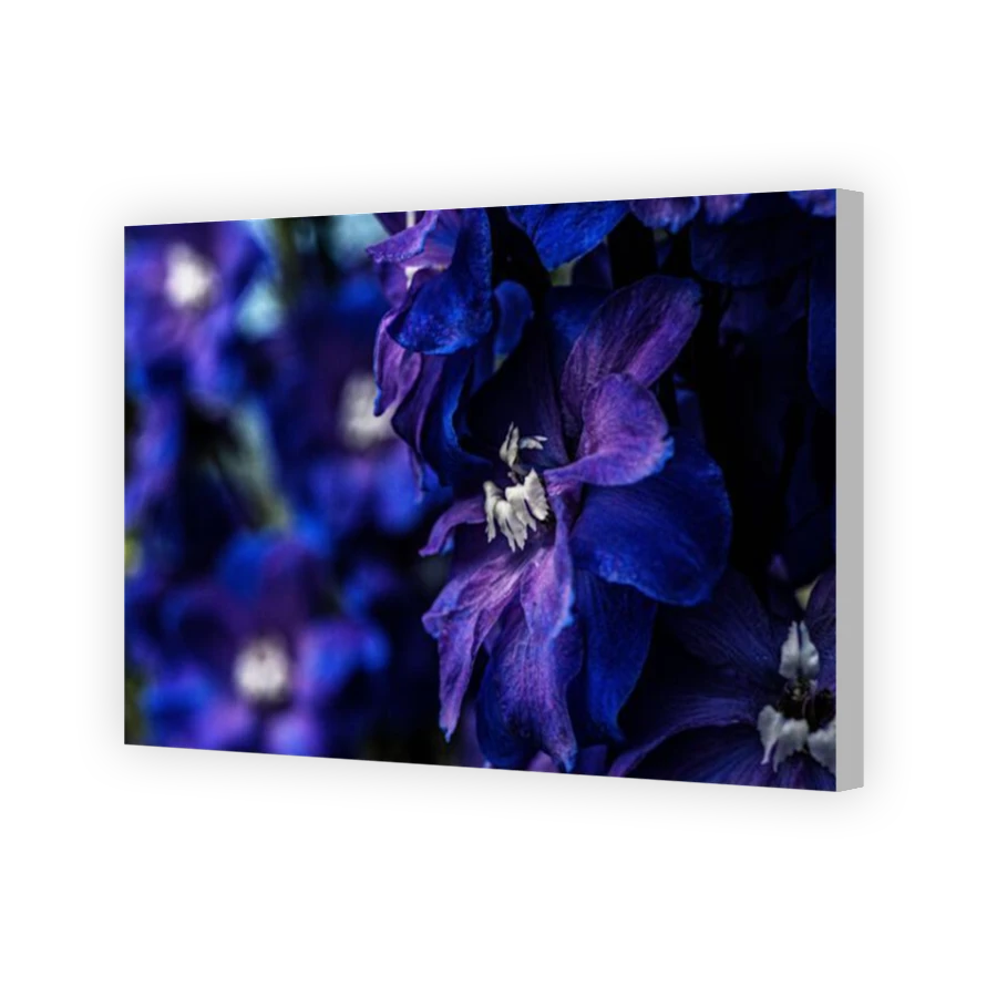 Thumbnail for Canvas - Coloured Canvas Wrap