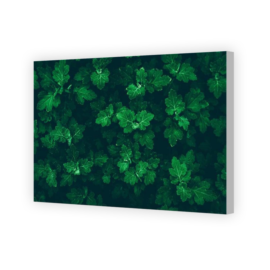 Thumbnail for Canvas - Coloured Canvas Wrap