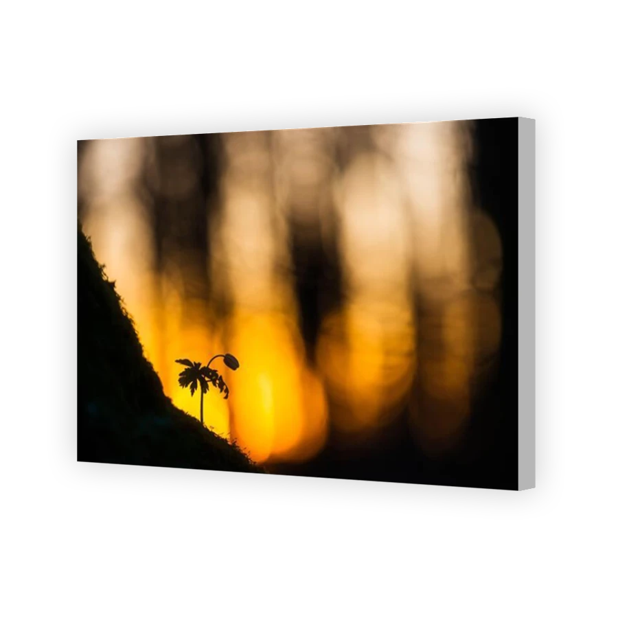 Thumbnail for Canvas - Coloured Canvas Wrap