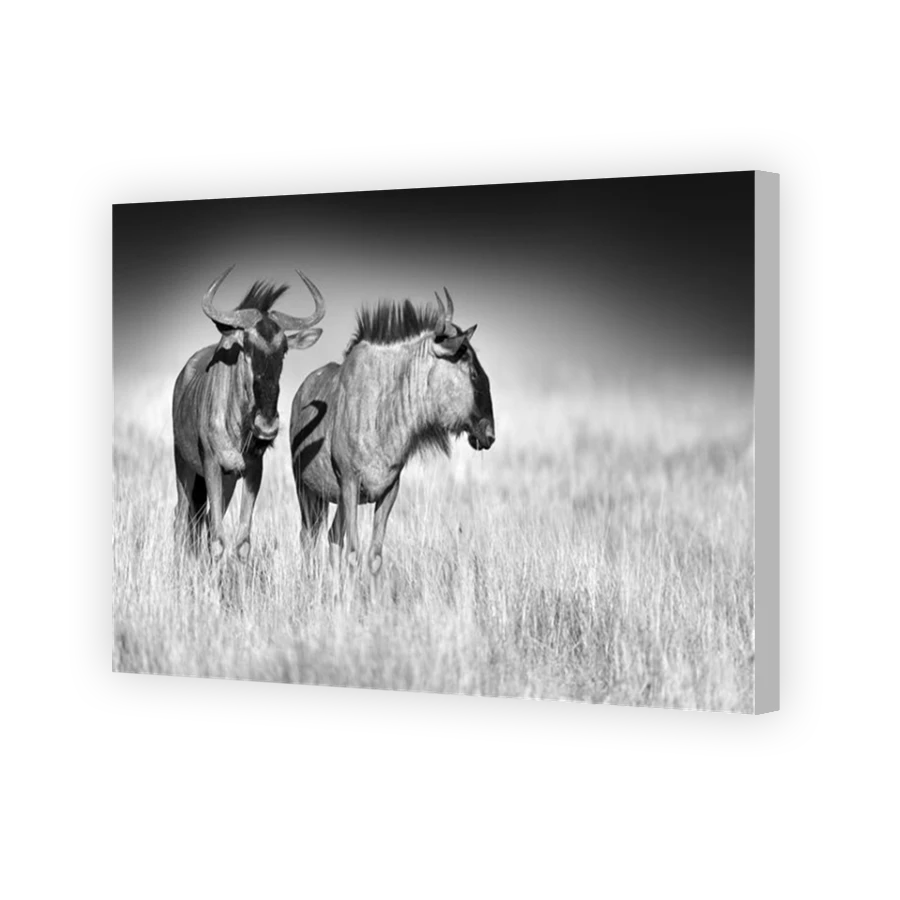 Thumbnail for Canvas - Coloured Canvas Wrap