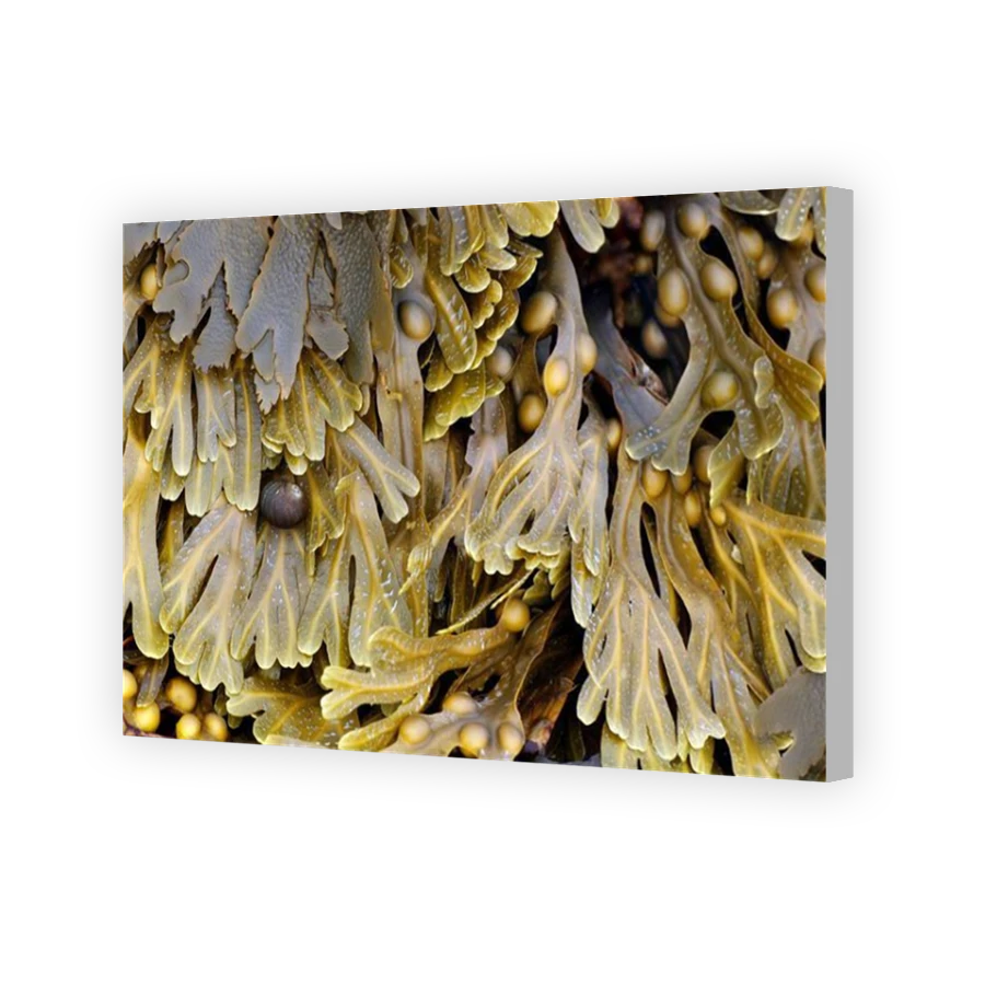 Thumbnail for Canvas - Coloured Canvas Wrap