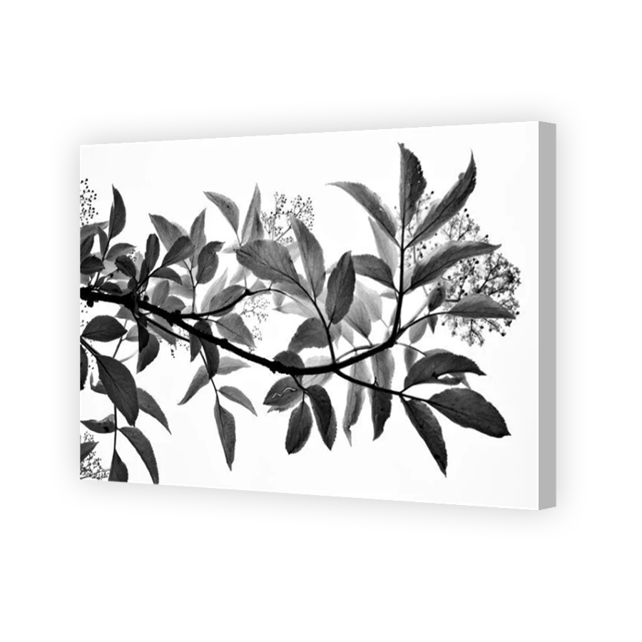 Thumbnail for Canvas - Coloured Canvas Wrap