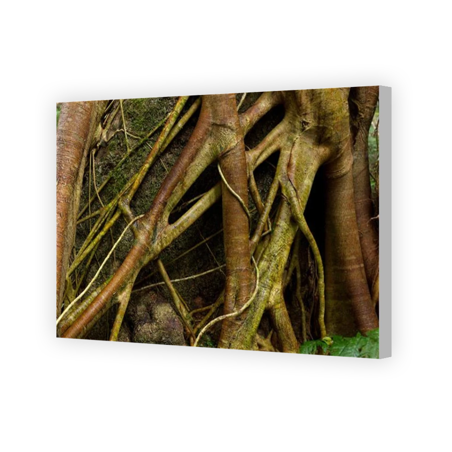 Thumbnail for Canvas - Coloured Canvas Wrap