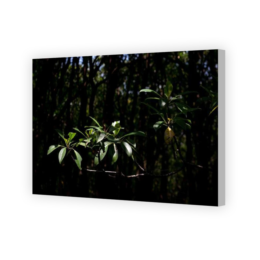 Thumbnail for Canvas - Coloured Canvas Wrap