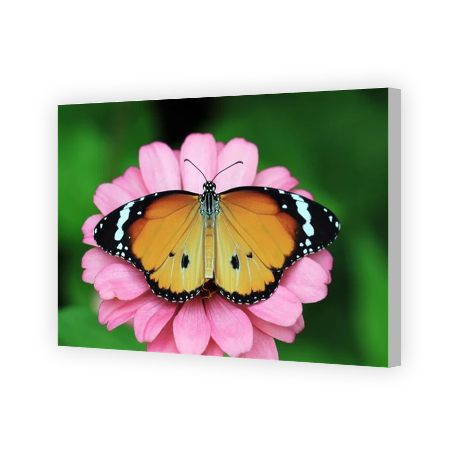 Thumbnail for Canvas - Coloured Canvas Wrap