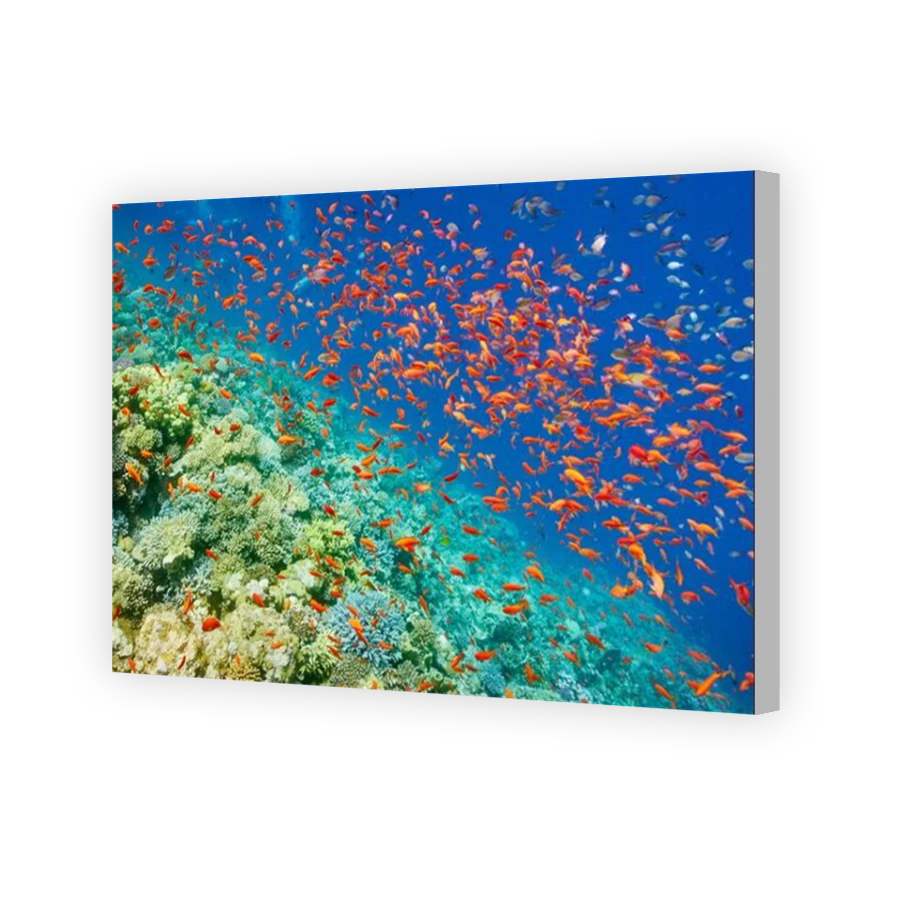 Thumbnail for Canvas - Coloured Canvas Wrap