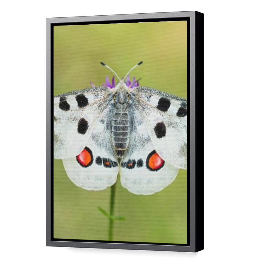 Thumbnail for Canvas - Black Floating Frame