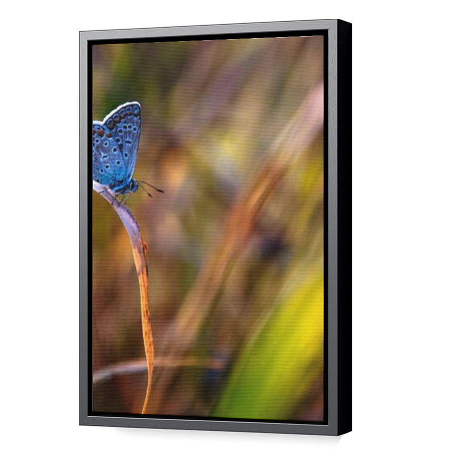 Thumbnail for Canvas - Black Floating Frame