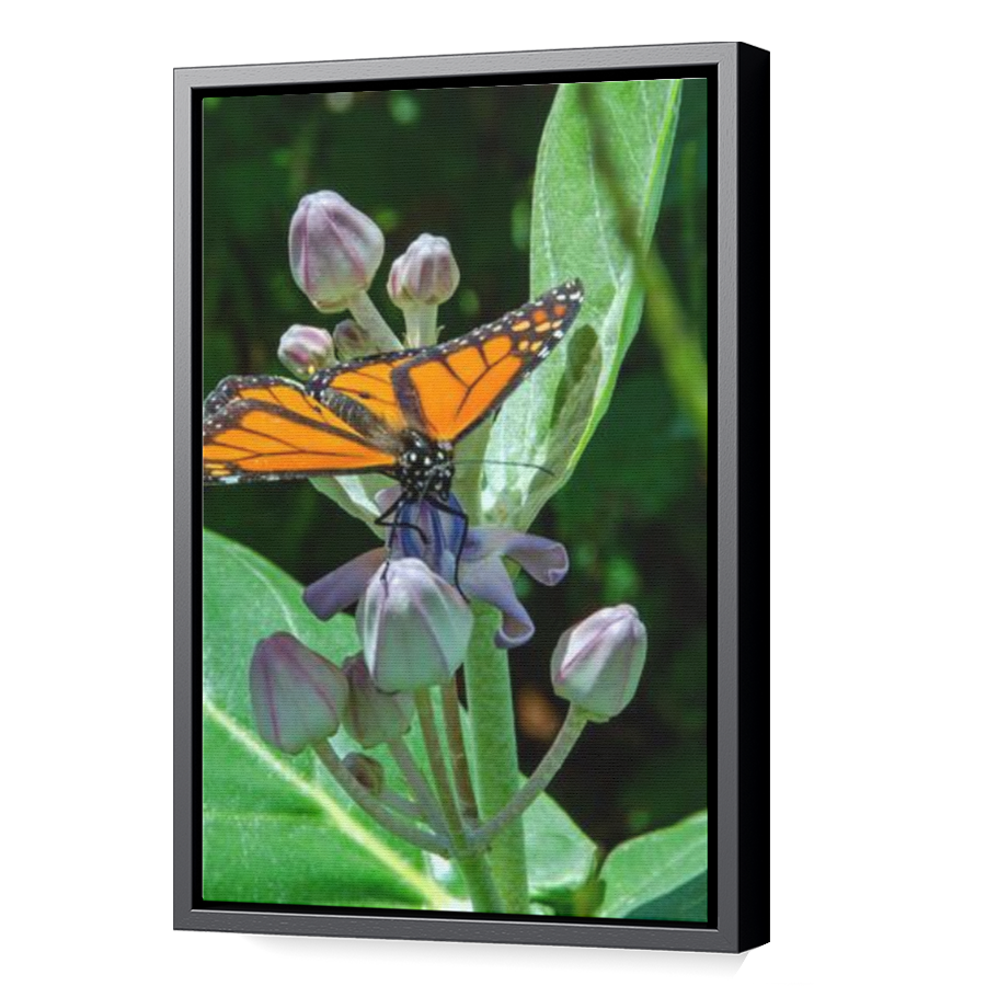 Thumbnail for Canvas - Black Floating Frame
