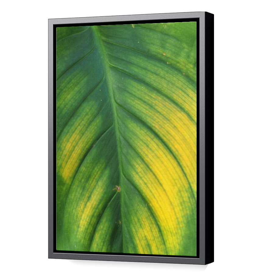 Thumbnail for Canvas - Black Floating Frame