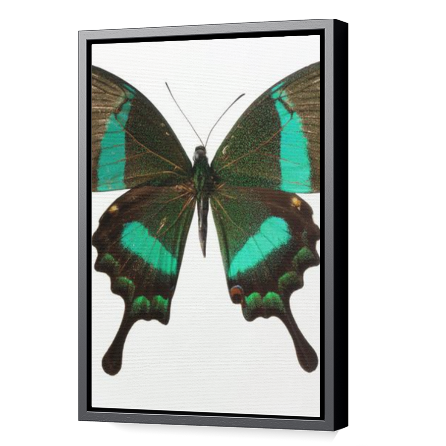 Thumbnail for Canvas - Black Floating Frame