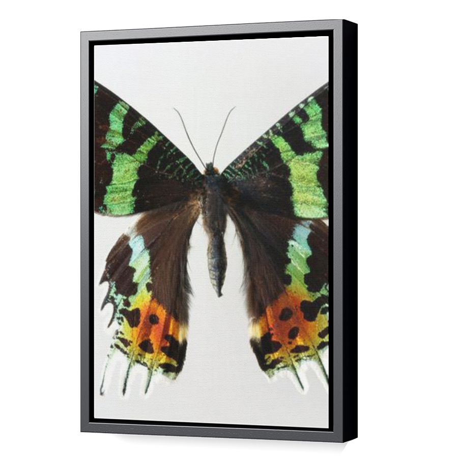 Thumbnail for Canvas - Black Floating Frame