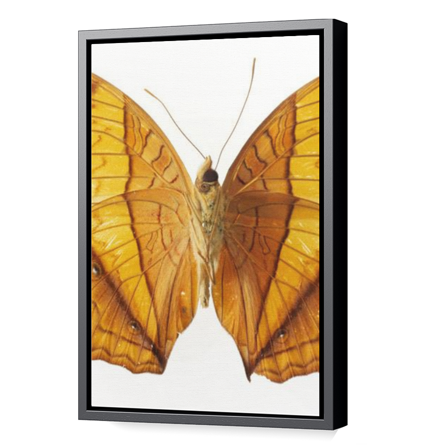 Thumbnail for Canvas - Black Floating Frame