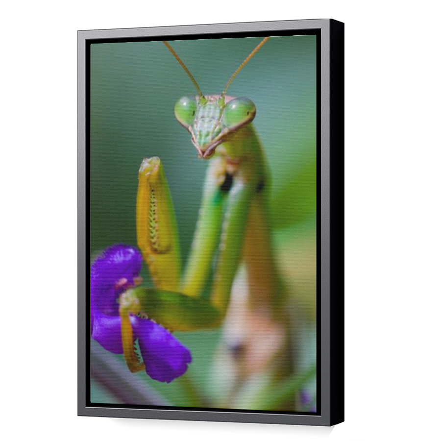 Thumbnail for Canvas - Black Floating Frame