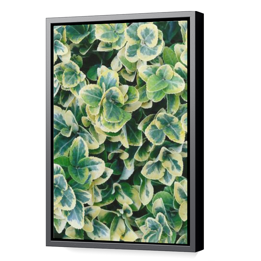Thumbnail for Canvas - Black Floating Frame