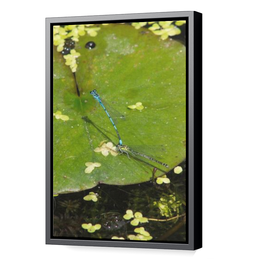 Thumbnail for Canvas - Black Floating Frame