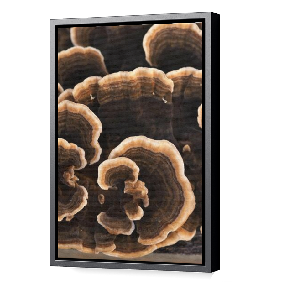 Thumbnail for Canvas - Black Floating Frame
