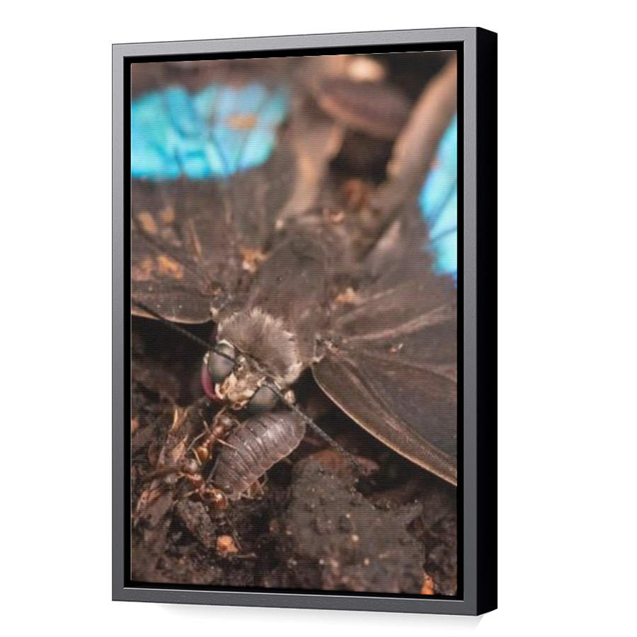 Thumbnail for Canvas - Black Floating Frame