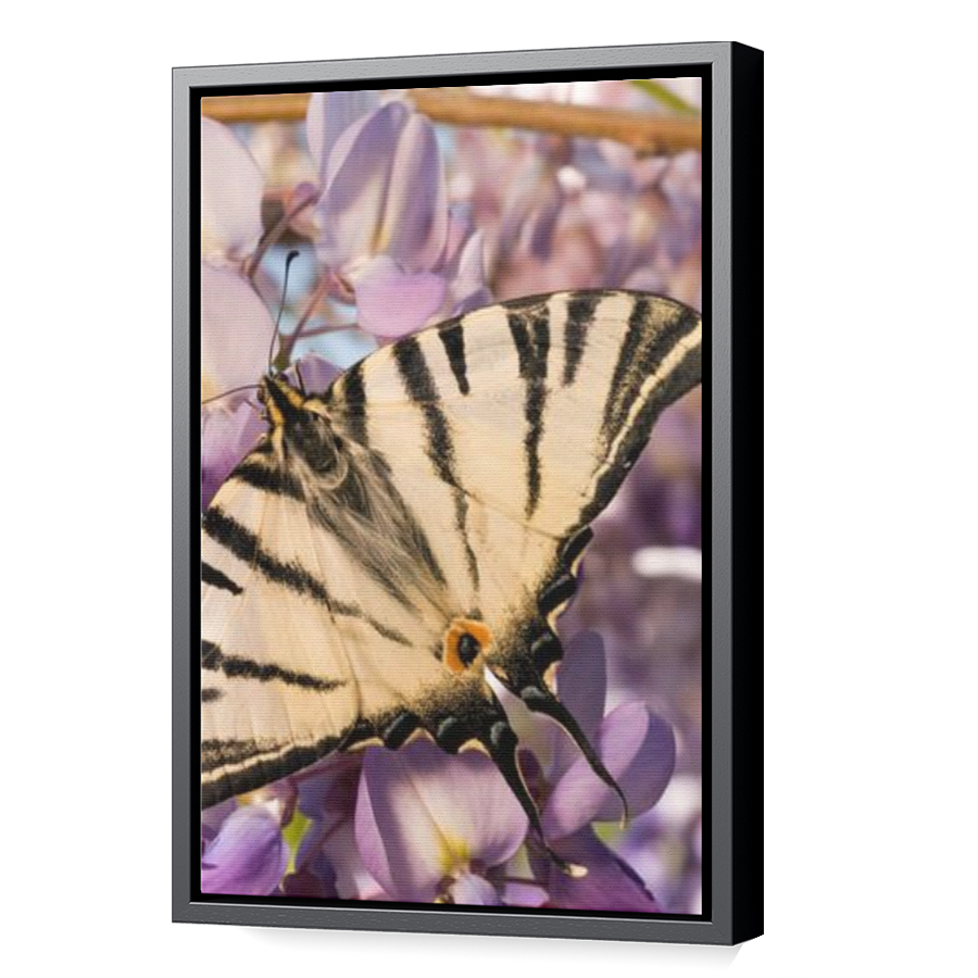 Thumbnail for Canvas - Black Floating Frame