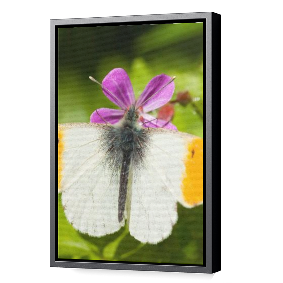 Thumbnail for Canvas - Black Floating Frame