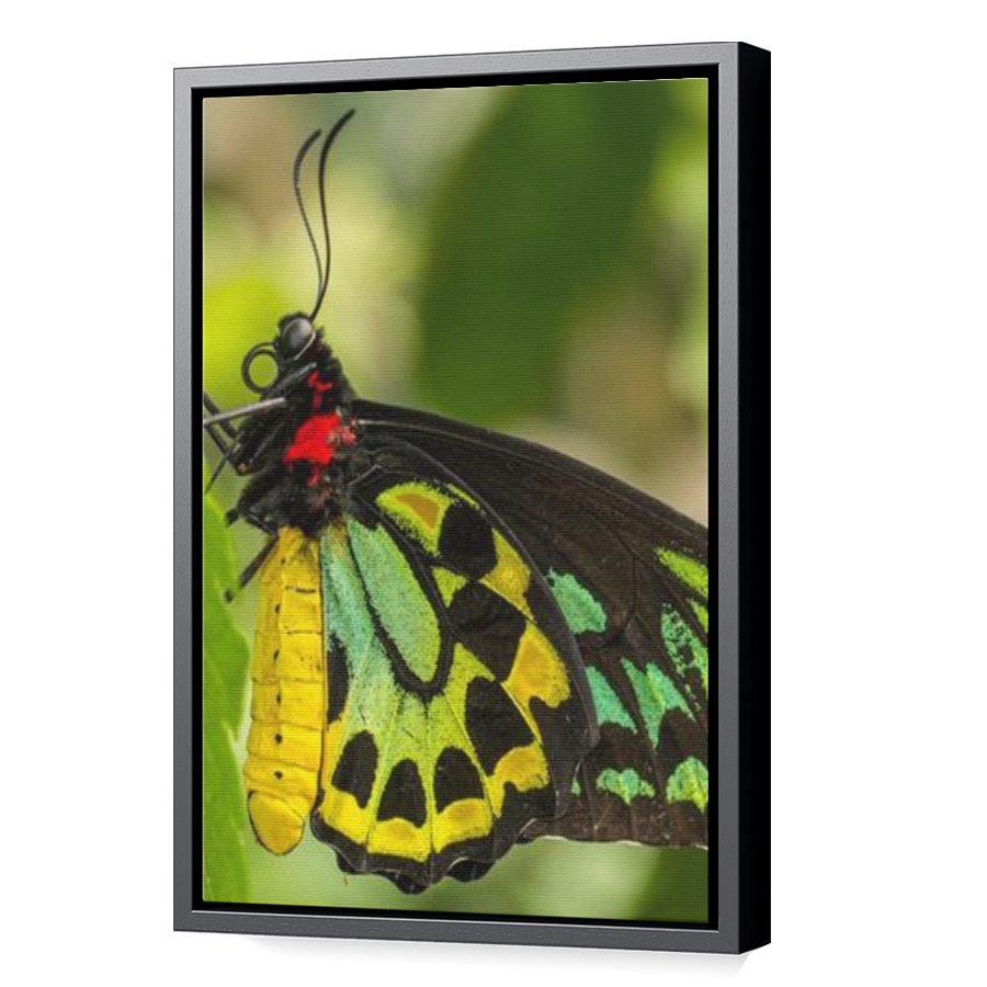 Thumbnail for Canvas - Black Floating Frame
