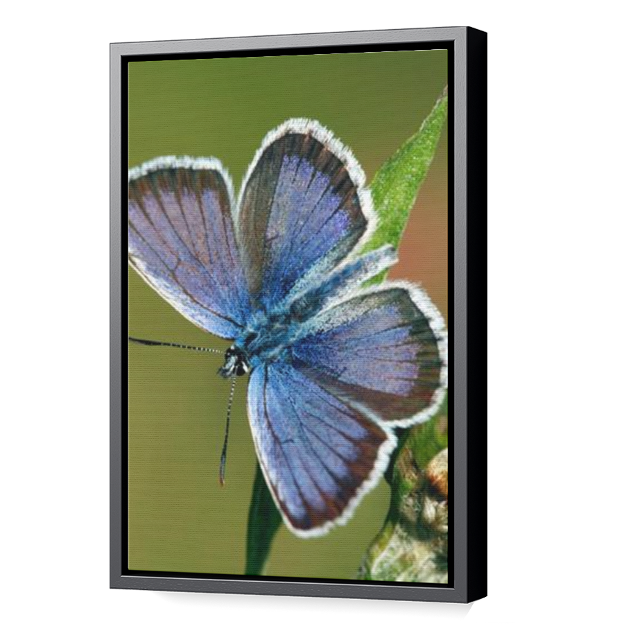 Thumbnail for Canvas - Black Floating Frame