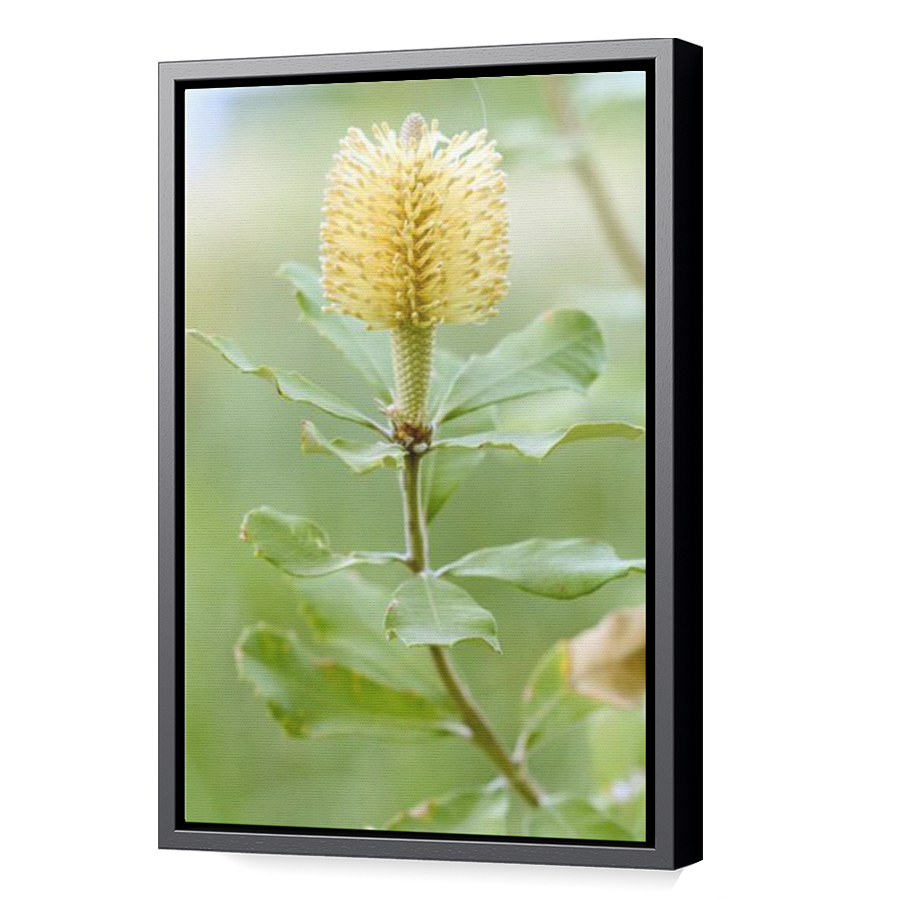 Thumbnail for Canvas - Black Floating Frame