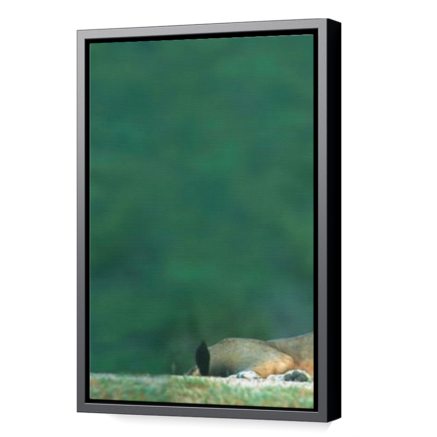 Thumbnail for Canvas - Black Floating Frame