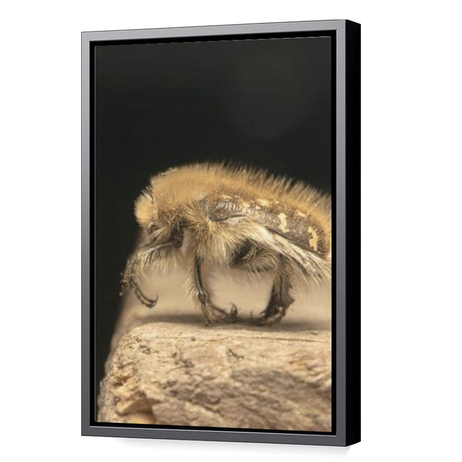 Thumbnail for Canvas - Black Floating Frame