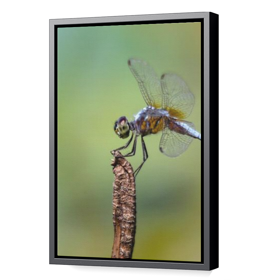Thumbnail for Canvas - Black Floating Frame