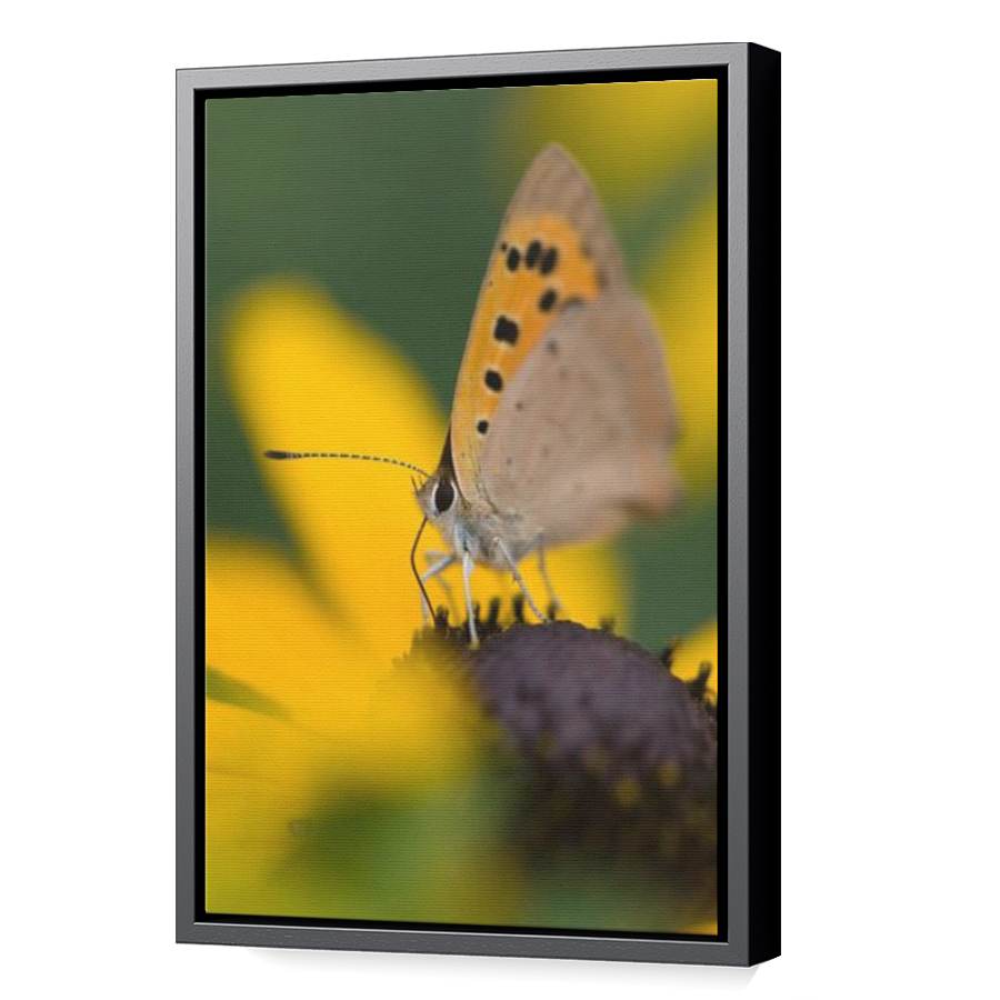 Thumbnail for Canvas - Black Floating Frame