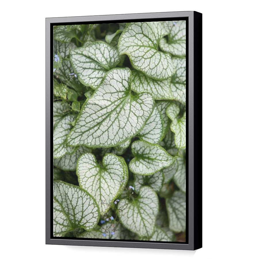 Thumbnail for Canvas - Black Floating Frame