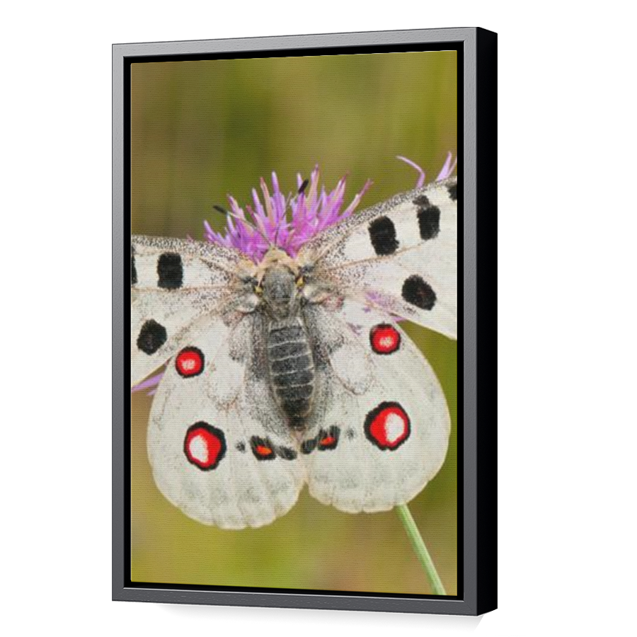 Thumbnail for Canvas - Black Floating Frame