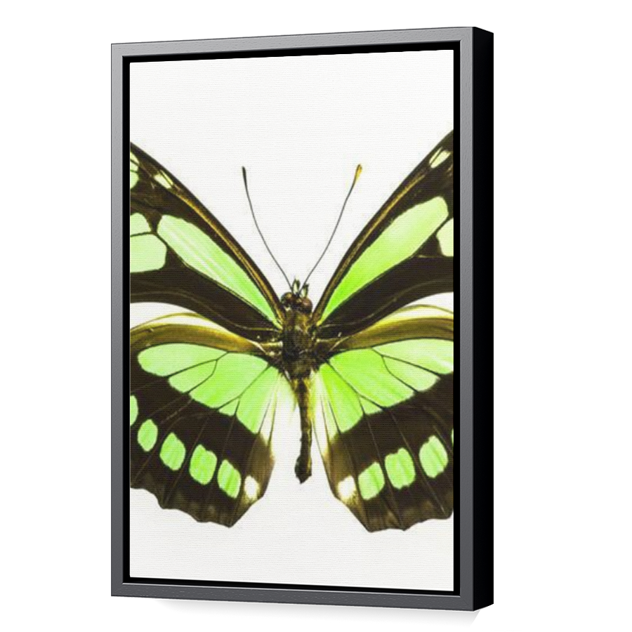 Thumbnail for Canvas - Black Floating Frame