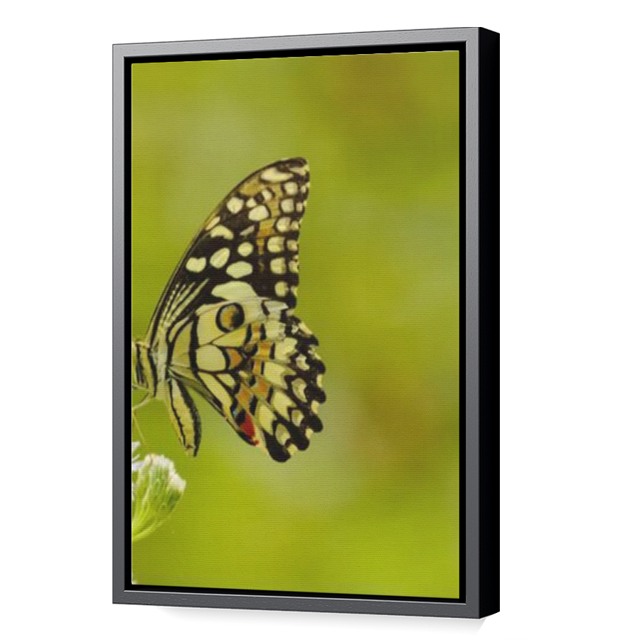 Thumbnail for Canvas - Black Floating Frame