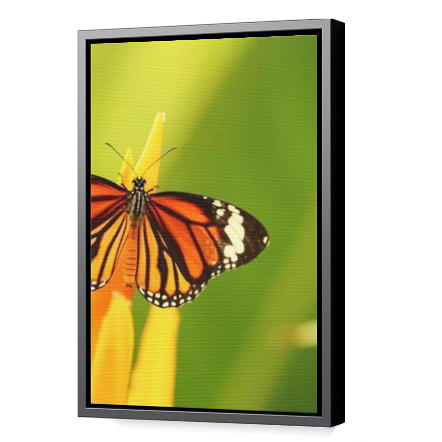 Thumbnail for Canvas - Black Floating Frame