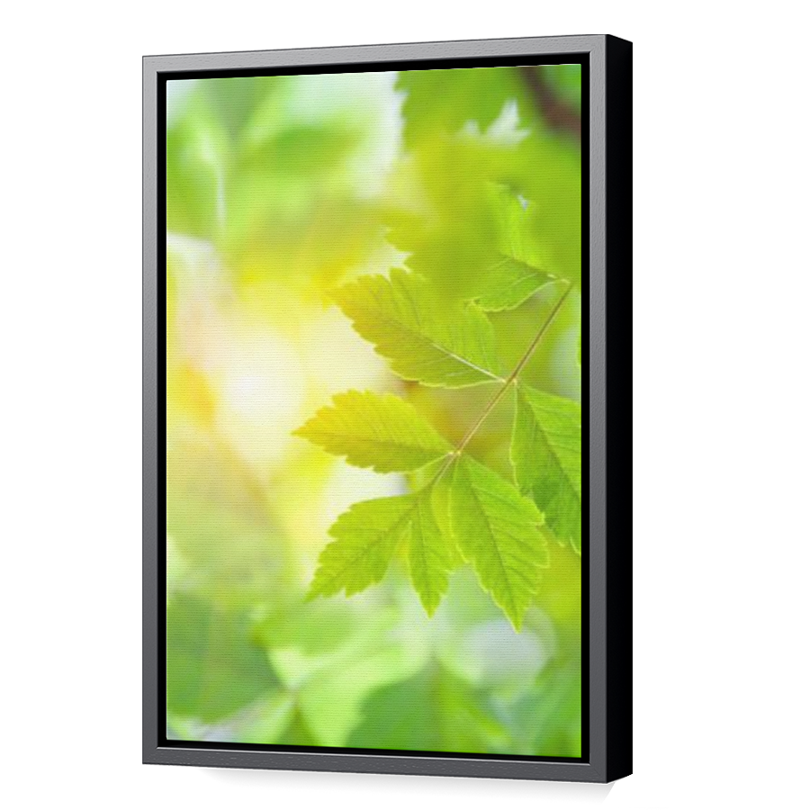 Thumbnail for Canvas - Black Floating Frame