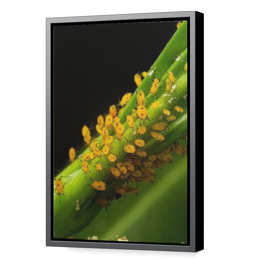 Thumbnail for Canvas - Black Floating Frame