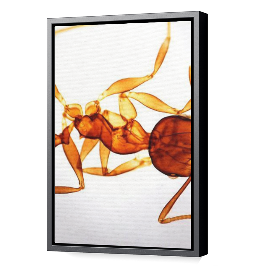 Thumbnail for Canvas - Black Floating Frame